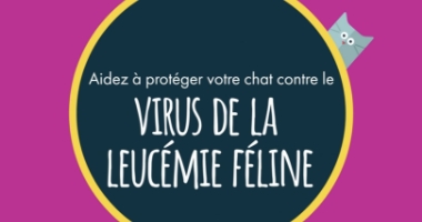 Aidez à protéger votre chat contre le virus de la leucémie féline