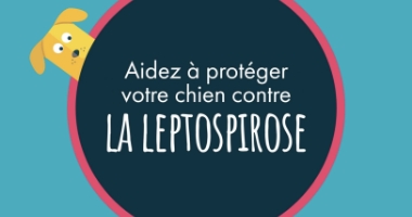 Aidez à protéger votre chien contre la leptospirose