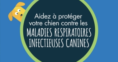 Aidez à protéger votre chien contre les maladies respiratoires infectieuses canines