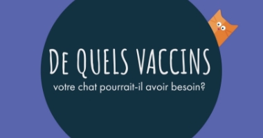 De quels vaccins votre chat pourrait-il avoir besoin