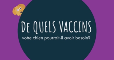 De quels vaccins votre chien pourrait-il avoir besoin