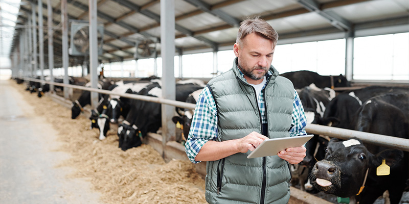 Un agriculteur saisit les données sur son bétail sur une tablette. La technologie rencontre l'agriculture pour une gestion efficace et attentionnée du bétail.