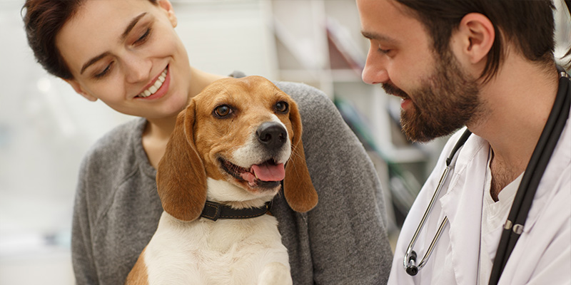 Une femme et son chien joyeux rendent visite au vétérinaire.