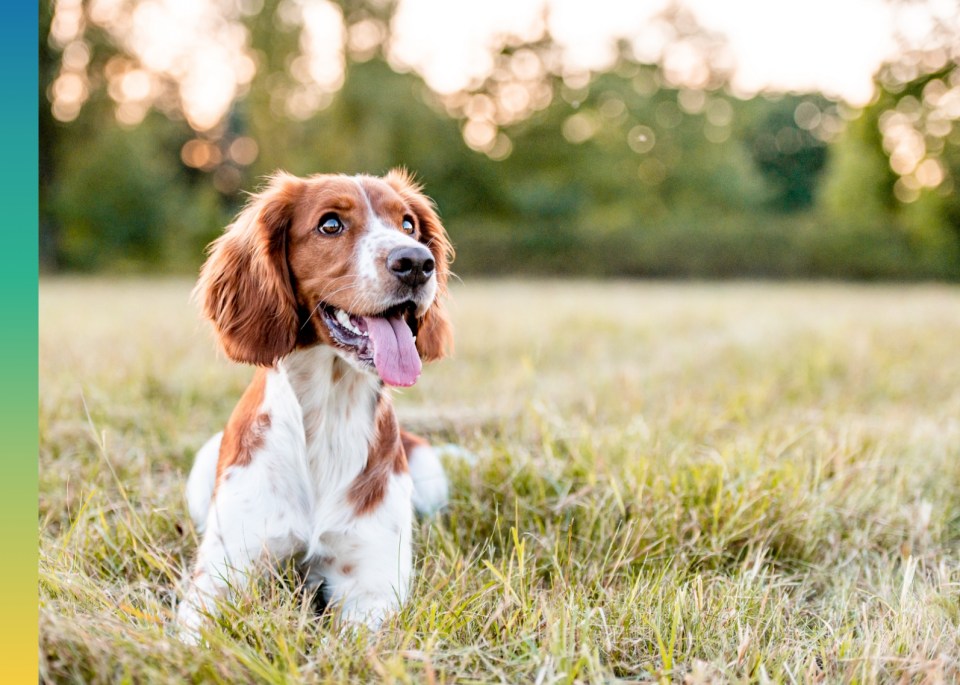 Un chien assis dans l'herbe