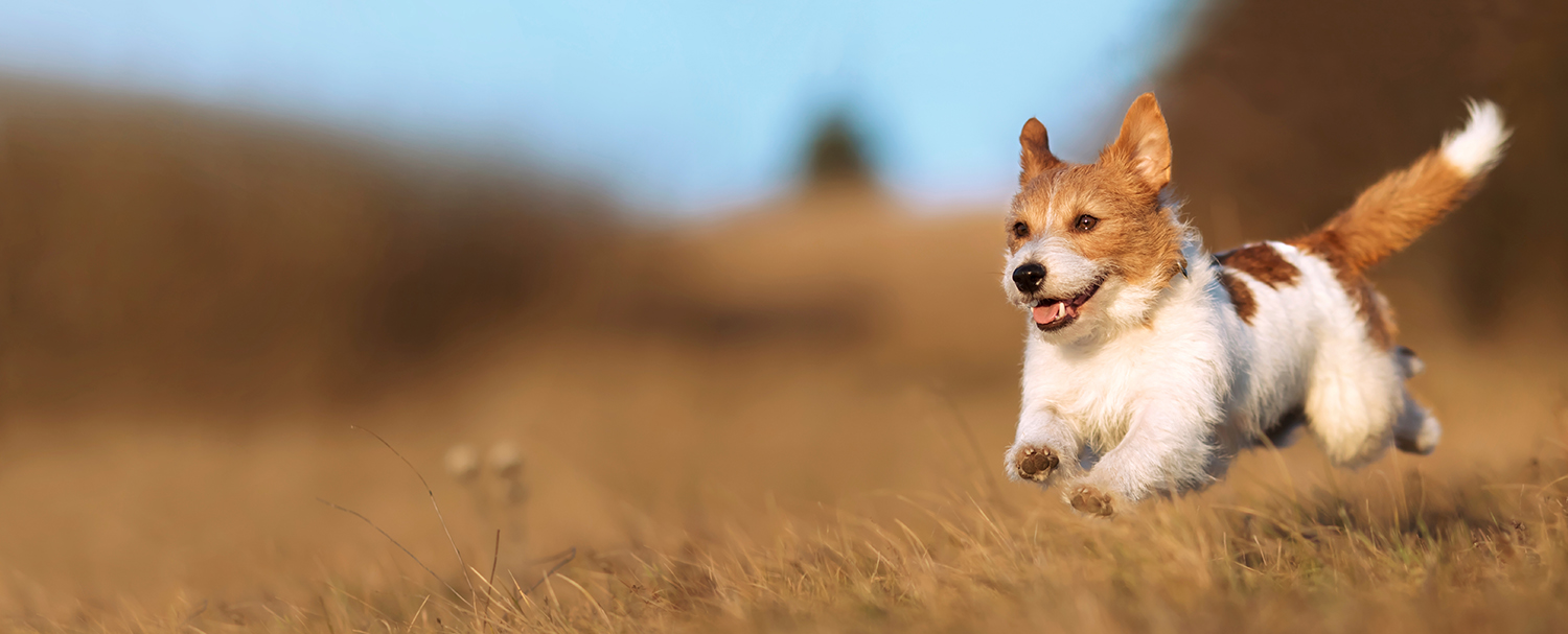 Un chien s'élançant énergiquement dans un champ herbeux