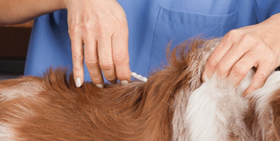 Injection avec seringue sur le dos d'un chien