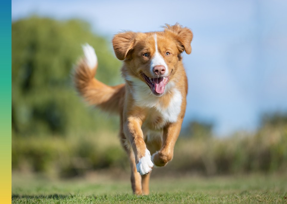 Un chien en pleine course sur l'herbe