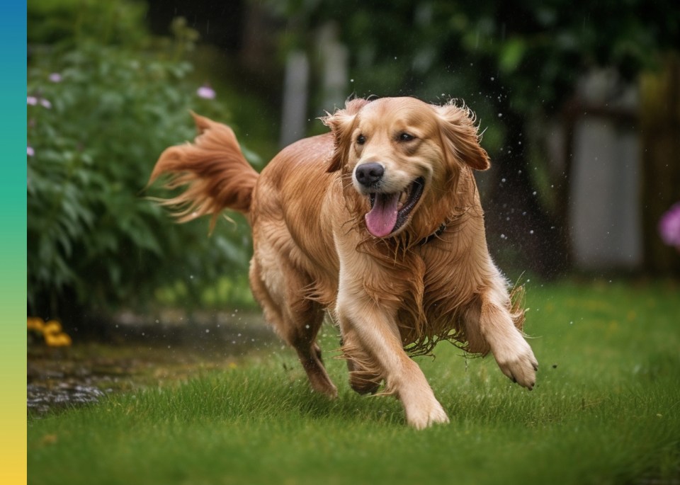 Un golden retriever courant dans l'herbe.