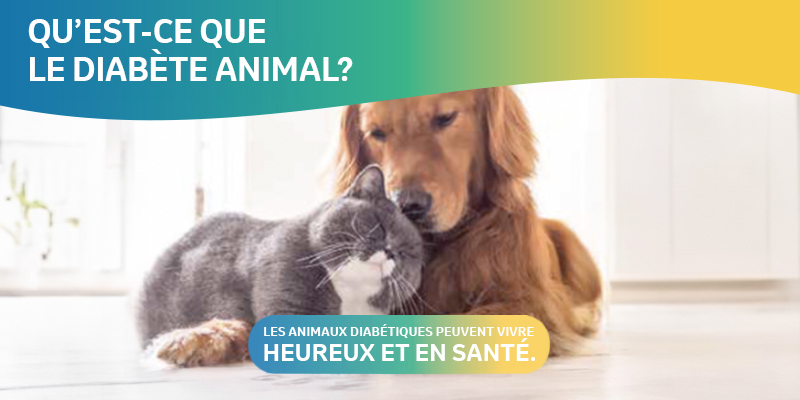 image représentant la brochure de Sensibilisation au diabète animal