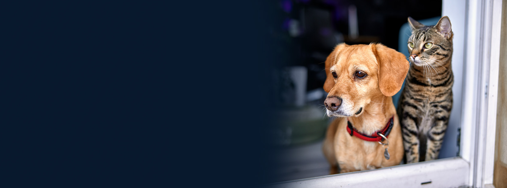 Chien et chat regardant par la fenêtre