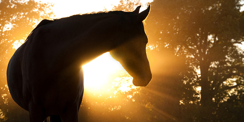 Un cheval se tenant devant le soleil