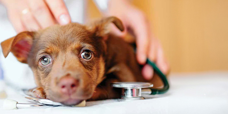 Un chien calme sur une table d'examination