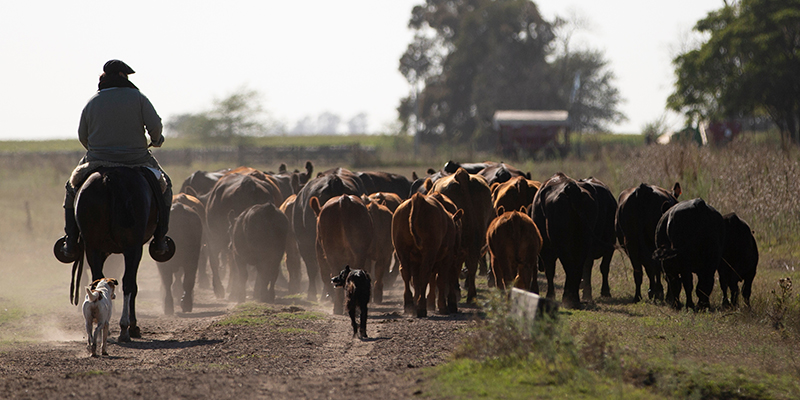 Un homme sur son cheval guidant le bétail