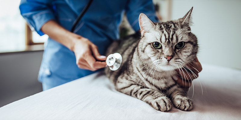 Chat se faisant examiner par un vétérinaire