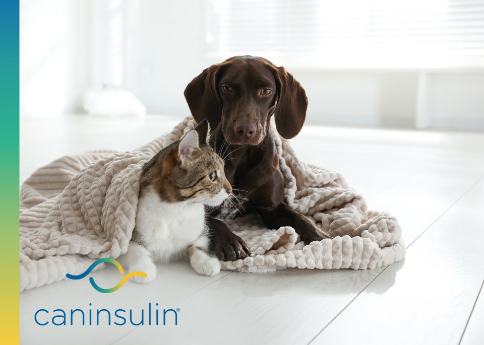 Un chien et un chat confortablement installés sous une couverture. Avec le logo Caninsulin