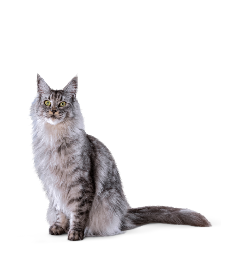 Photo d’un chat à poil long, assis droit sur un fond blanc uni.