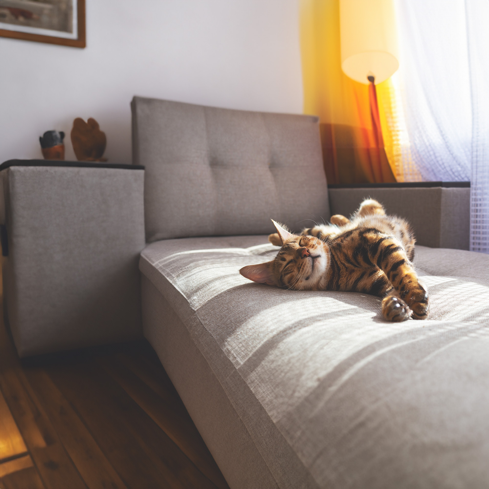 Un chat allongé sur un divan qui profite des rayons du soleil