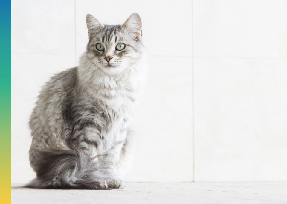 Un chat assis avec des yeux perçant vert