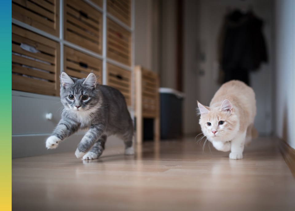 Deux chat faisant la course en intérieur