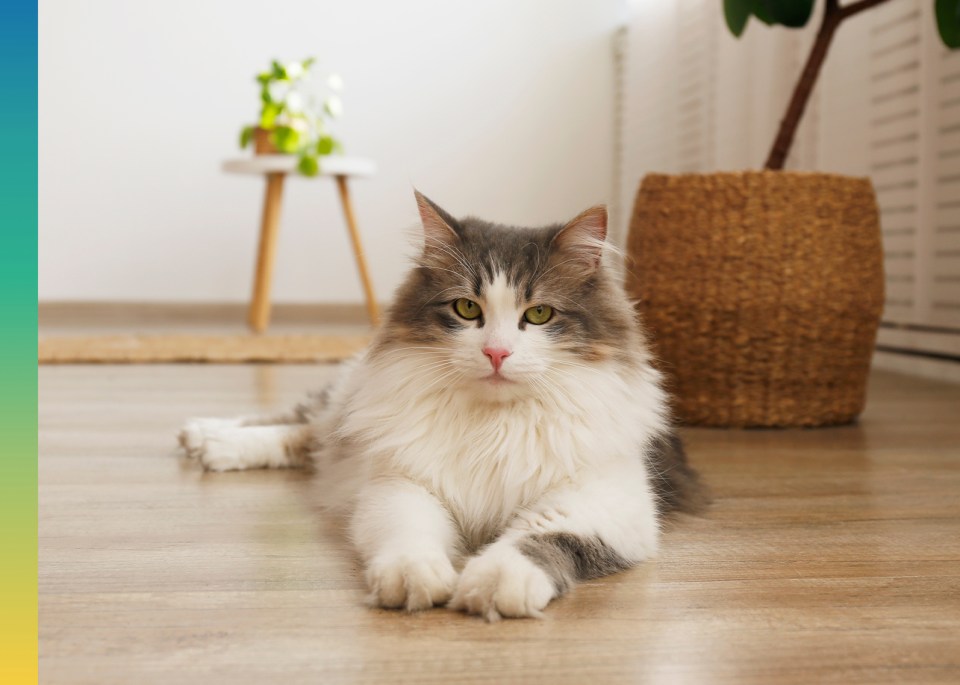 Un chat allongé sur le plancher