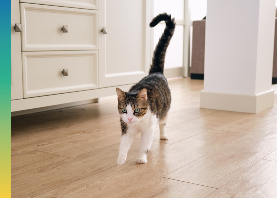 Un chat qui marche en intérieur