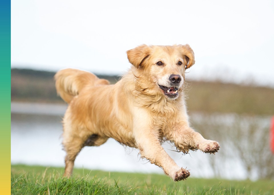 Un golden retriever courant dans l'herbe